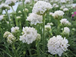Armeria maritima 'Morning Star White' (Thrift)