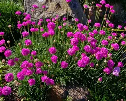 Armeria 'Ruby'