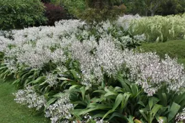 Arthropodium cirratum (Renga Renga Lily)