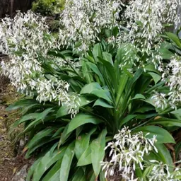 Arthropodium cirratum 'Matapouri Bay' (Renga Renga Lily)