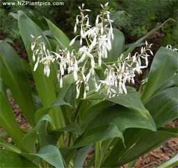 Arthropodium cirratum 'White Knight' (Renga Renga Lily)