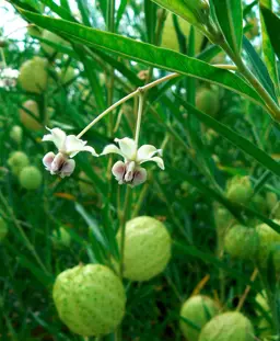 Asclepias fruticosa