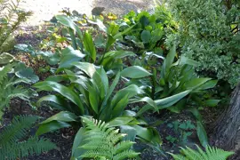 Aspidistra elatior (Cast Iron Plant)