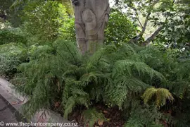 Asplenium bulbiferum (Hen And Chicken Fern)