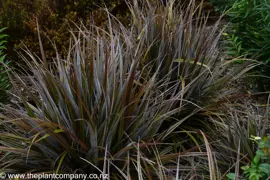 Astelia nervosa 'Westland'