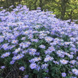 Aster frikartii 'Monch'