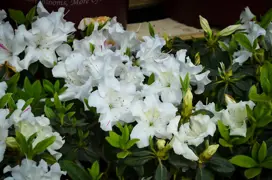 Azalea Autumn Lily (Autumn Lily Azalea)
