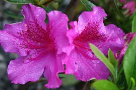 Azalea 'Blue Danube'