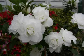 Azalea Brides Bouquet (Brides Bouquet Azalea)