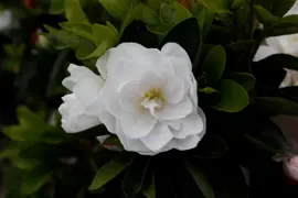 Azalea Gardenia Supreme