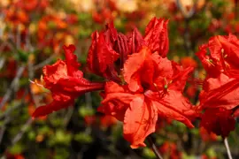 Azalea mollis 'Red'