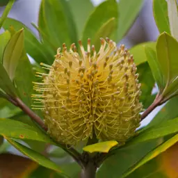 Banksia integrifolia (Coast Banksia)