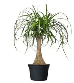 Beaucarnea recurvata (Ponytail Palm)