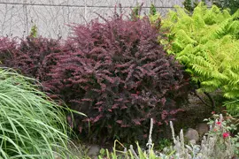Berberis thunbergii Rose Glow