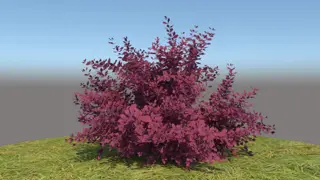 Berberis thunbergii atropurpurea