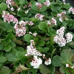 Bergenia 'Pink Snow Cloud'