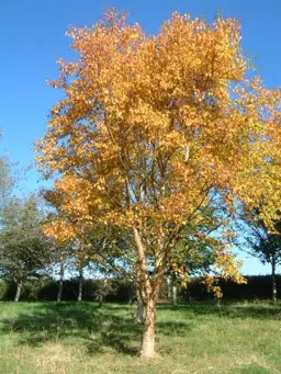 Betula ermanii (Ermans Birch)