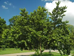 Betula maximowicziana (Birch)
