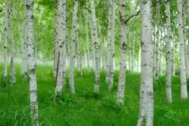 Betula platyphylla 'Japonica' (Japanese White Birch)