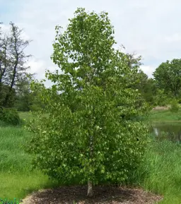 Betula platyphylla 'Japonica' (Birch)