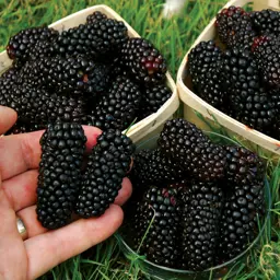 Blackberry 'Karaka Black'