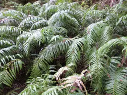 Blechnum novae-zelandiae (Kiokio)