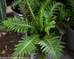 Blechnum 'Silver Lady' (Dwarf Tree Fern)