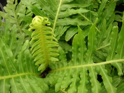 Blechnum gibbum 'Silver Lady' (Dwarf Tree Fern)