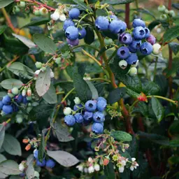 Blueberry Burst