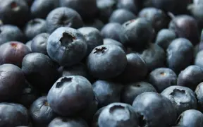 Blueberry Centurion