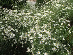 Boltonia asteroides 'Snowbank'