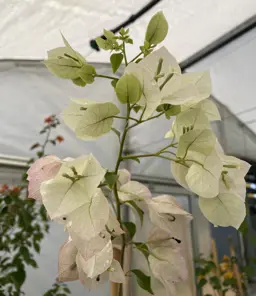 Bougainvillea Bridal Bouquet