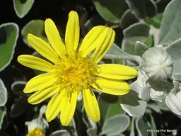 Brachyglottis greyi Sunshine