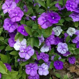 Brunfelsia Blue Moon (Yesterday Today and Tomorrow Flower)