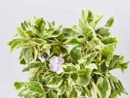 Brunfelsia compacta variegated
