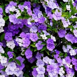 Brunfelsia pauciflora 'Scent-Sational'