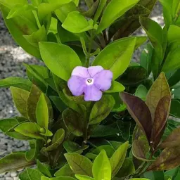 Brunfelsia 'Tiny Dancer'