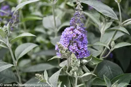 Buddleja 'Lochinch'  (Butterfly Bush)