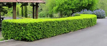 Buxus 'Japonica' (Japanese Box Hedge)