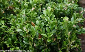 Buxus 'Koreana'