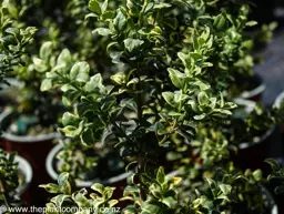 Buxus sempervirens variegata