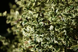 Buxus sempervirens 'variegata' (Variegated Box)