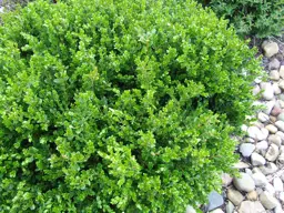 Buxus Winter Gem