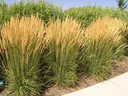 Calamagrostis 'Karl Foerster' (Feather Reed Grass)