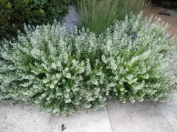 Calamintha nepeta 'White Cloud'