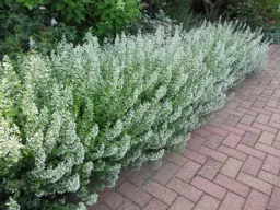 Calamintha nepeta 'White Cloud'