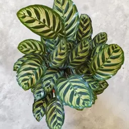 Calathea makoyana (Peacock Plant)