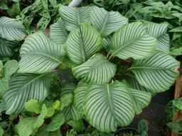 Calathea orbifolia (Cataleya orbifolia)
