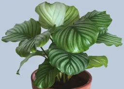 Calathea Orbifolia (Goeppertia orbifolia) – Striking Indoor Foliage Plant for NZ Homes