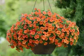 Calibrachoa 'Cabaret Orange'